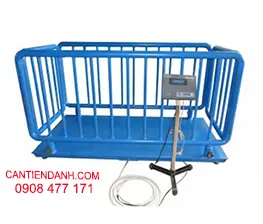 CÂN GIA SÚC KINGBIRD METTLER